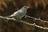 Dumetella carolinensis